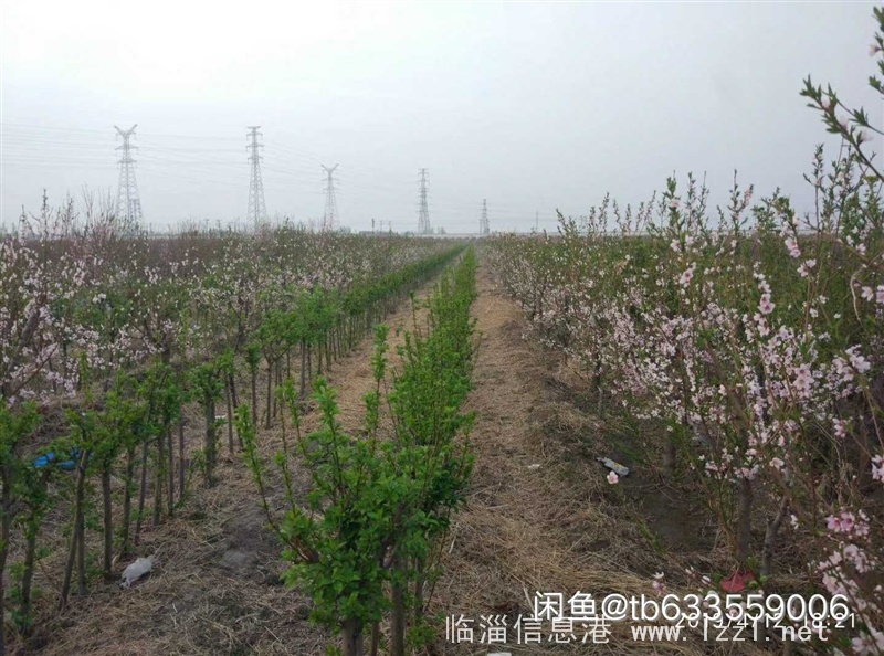 出售桃樹、海棠樹