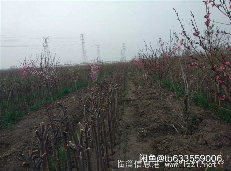出售桃樹、海棠樹