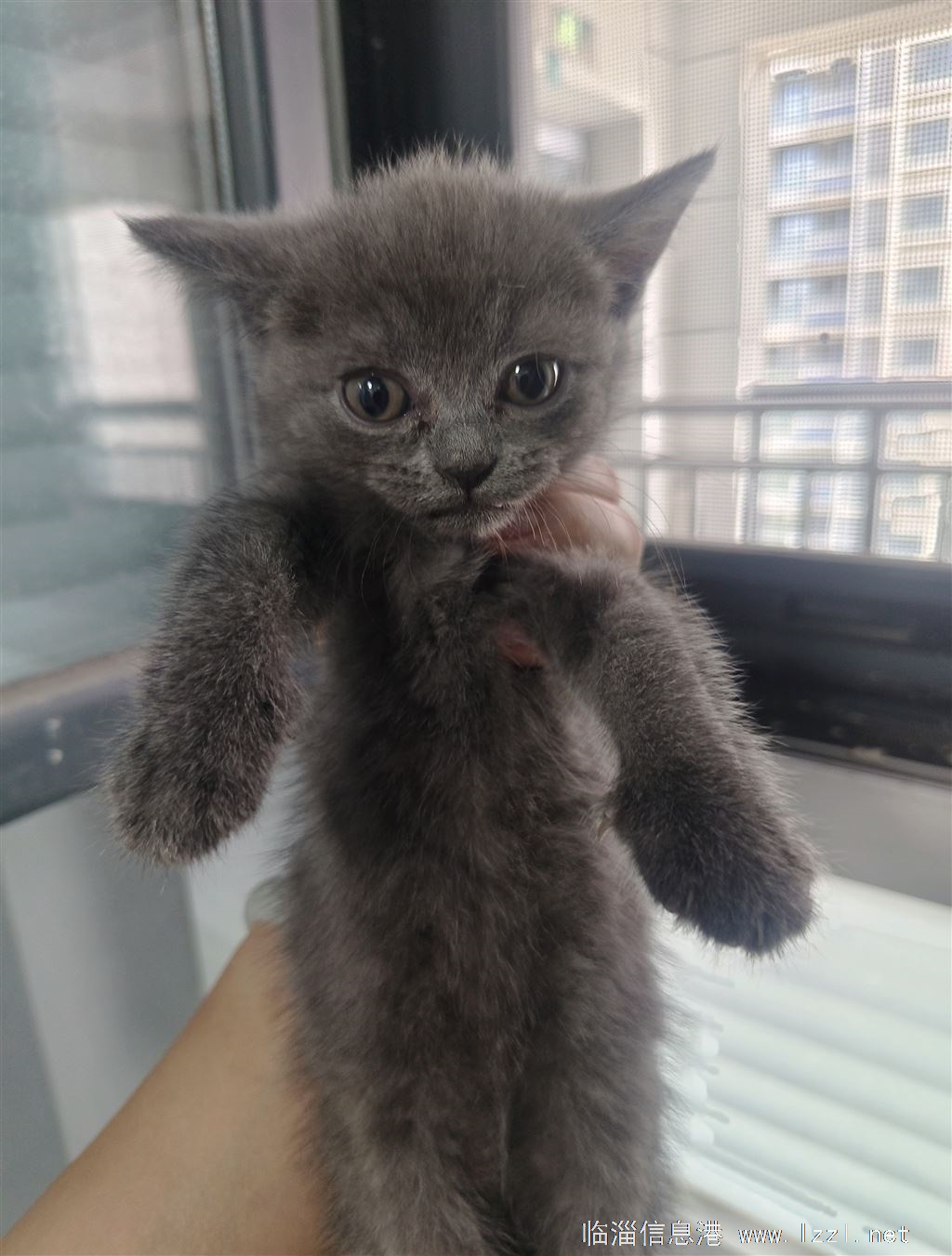 小貓找新家了